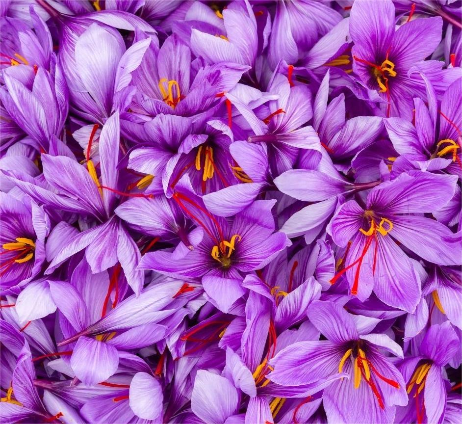 Pistilli di zafferano rosso intenso di qualità su superficie scura