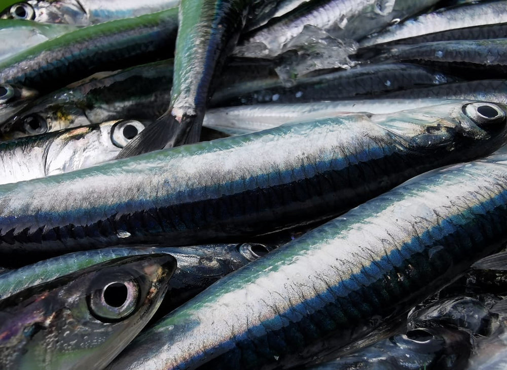 Come riconoscere acciughe di qualità: filetti di acciughe del Cantabrico
