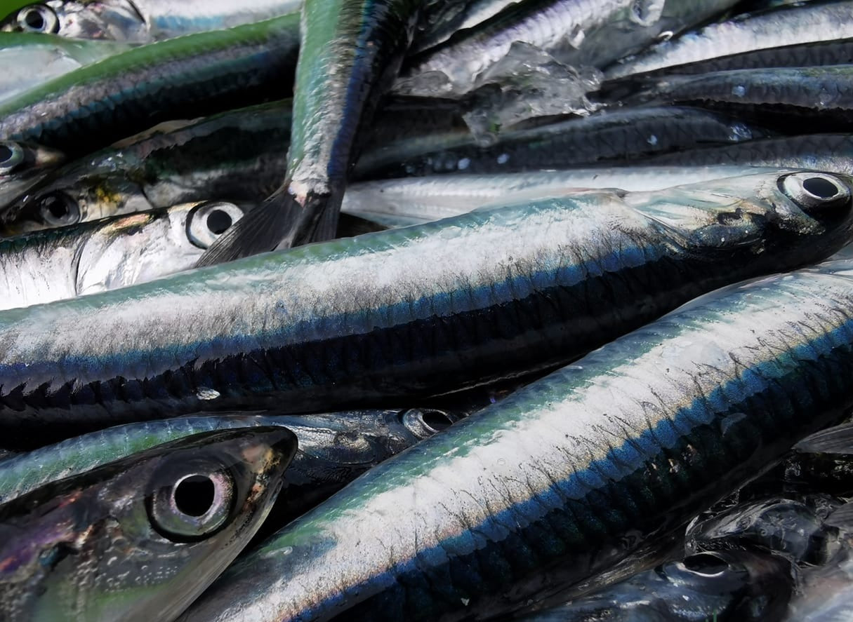 Come riconoscere acciughe di qualità: filetti di acciughe del Cantabrico
