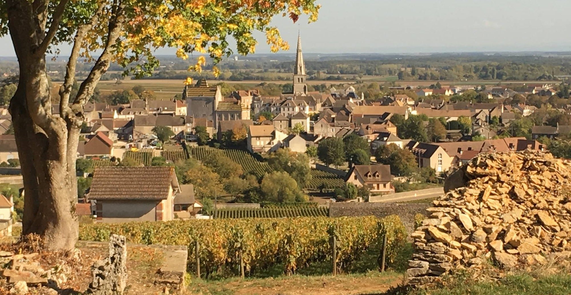 Pierre Moray vigneti nella Cote d'Or della Borgogna