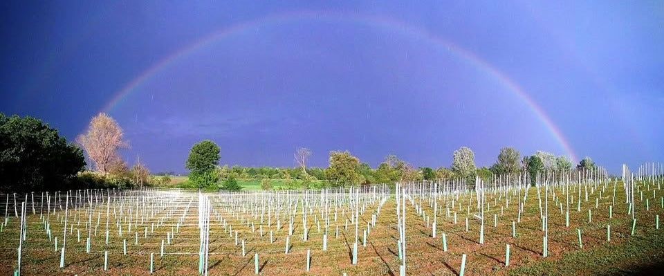 Podere Cipolla | Vini Naturali e Lambrusco Artigianale dell'Emilia