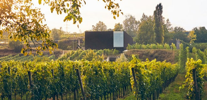 Cantina Loimer: Vini Biodinamici Autentici dall'Austria