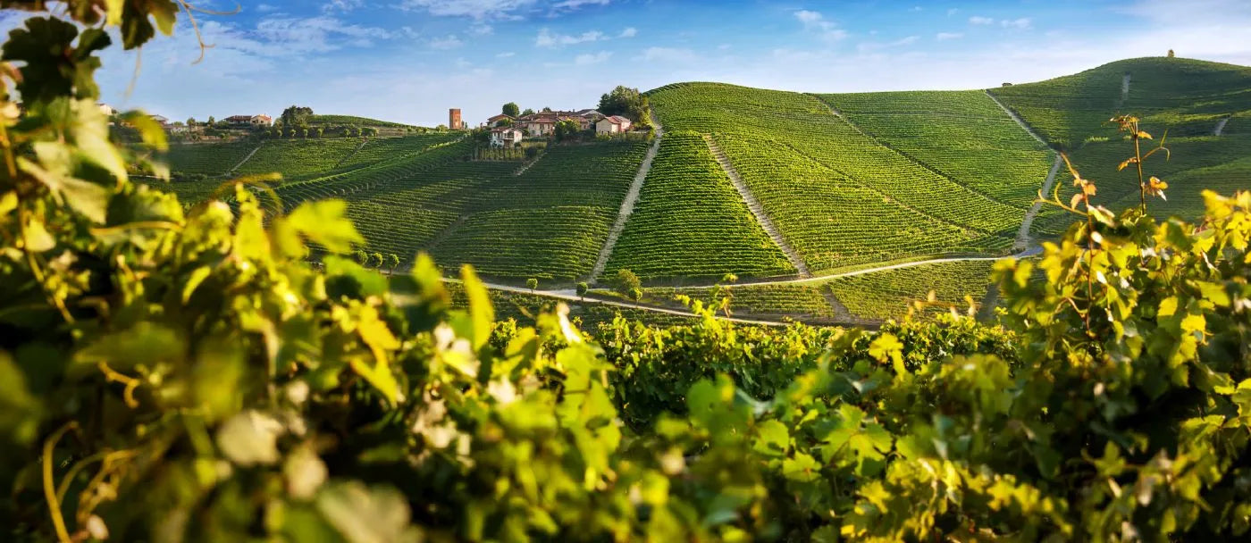 Colline e vigneti di Produttori del Barbaresco