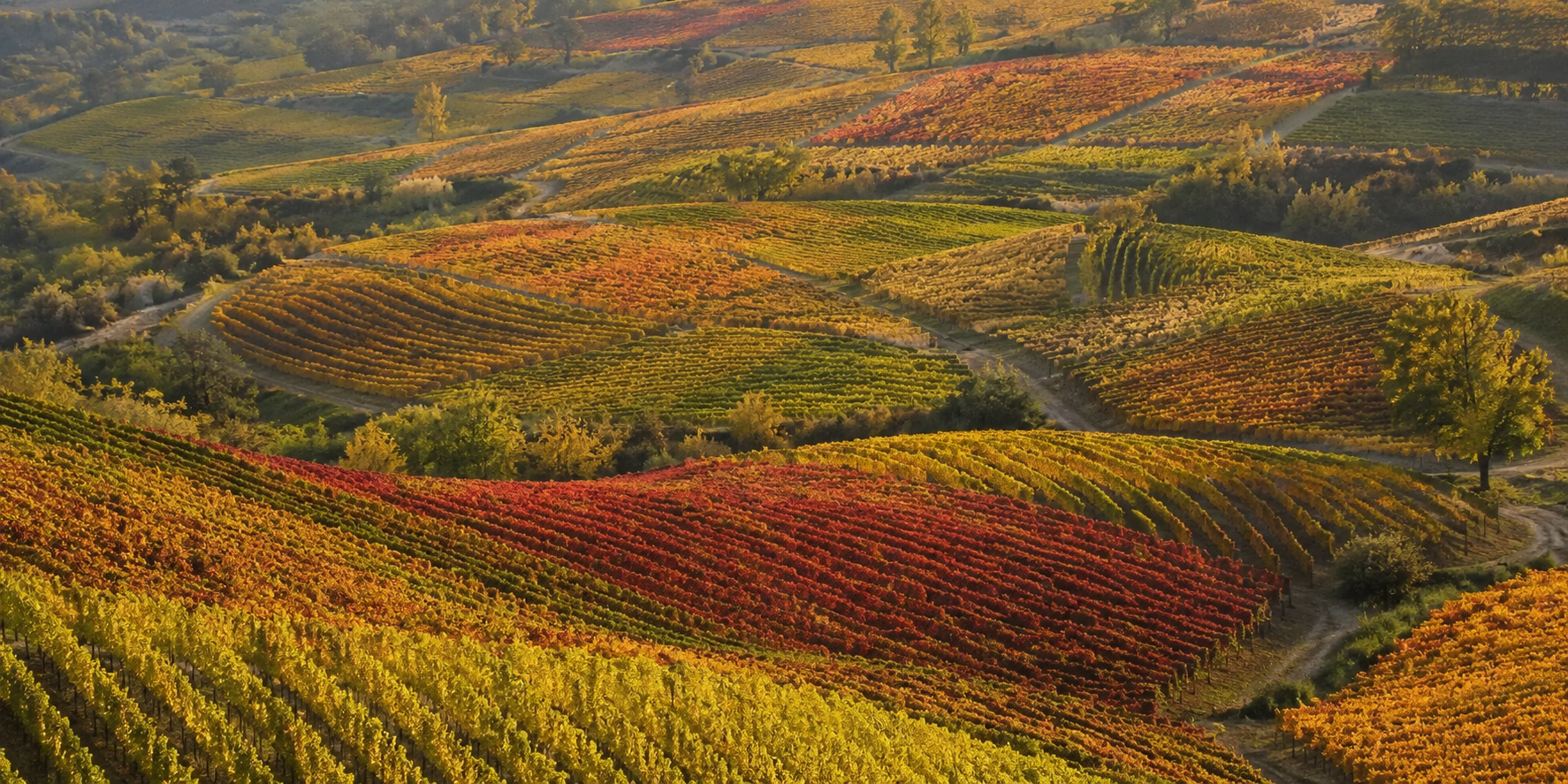 Colline piemontesi con vigneti di nebbiolo e barbera