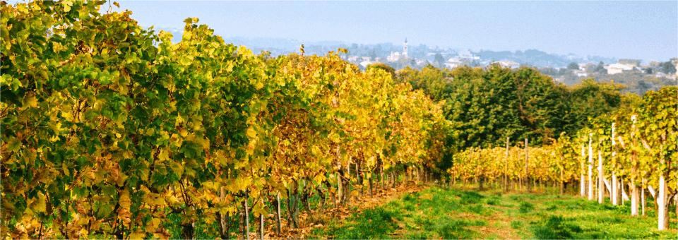 Vini Giovanni Almondo Roero Arneis e Nebbiolo | Drogheria Pedrelli