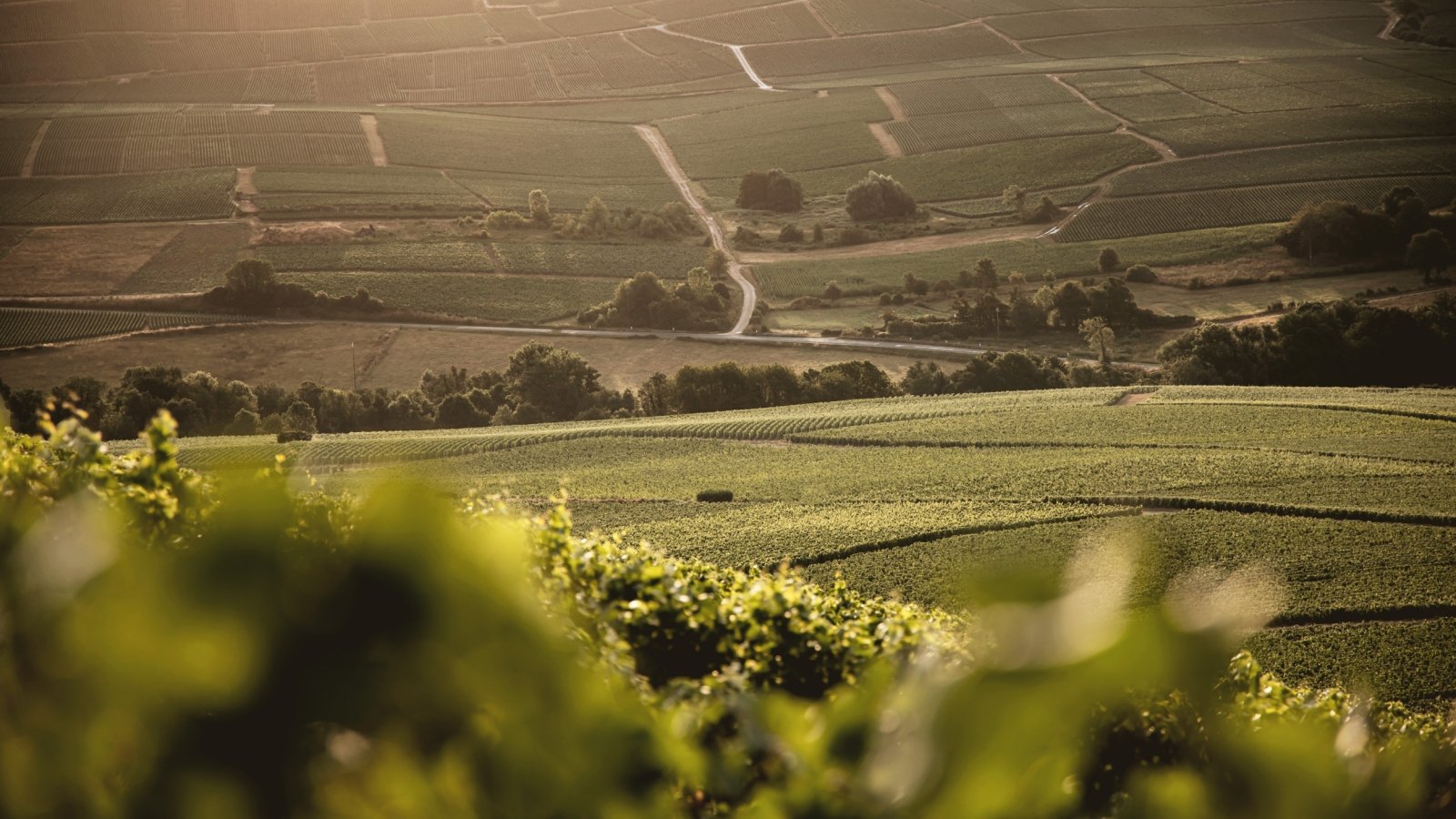 Champagne Bérèche et Fils vigneti