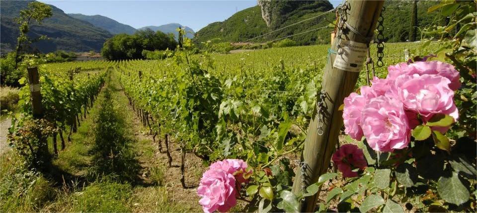 Vigneti del trentino della cantina Cesconi