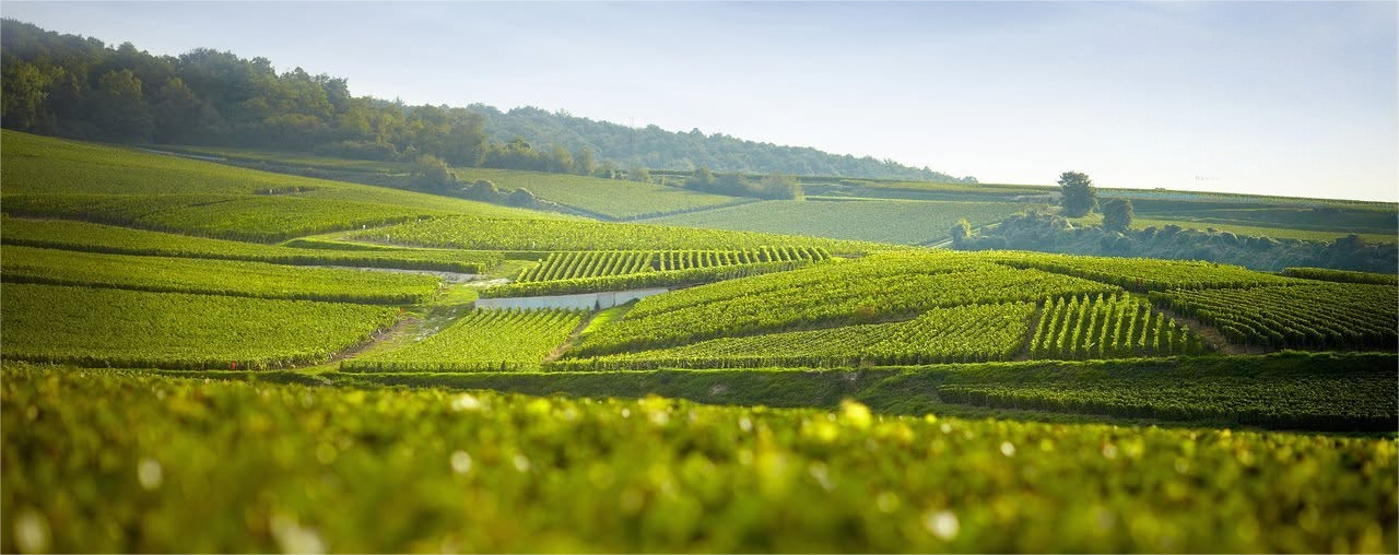 Colline vitate a Pinot Nero dell'azienda di Récoltant-Manipulant produttrice di Champagne Jean Vesselle