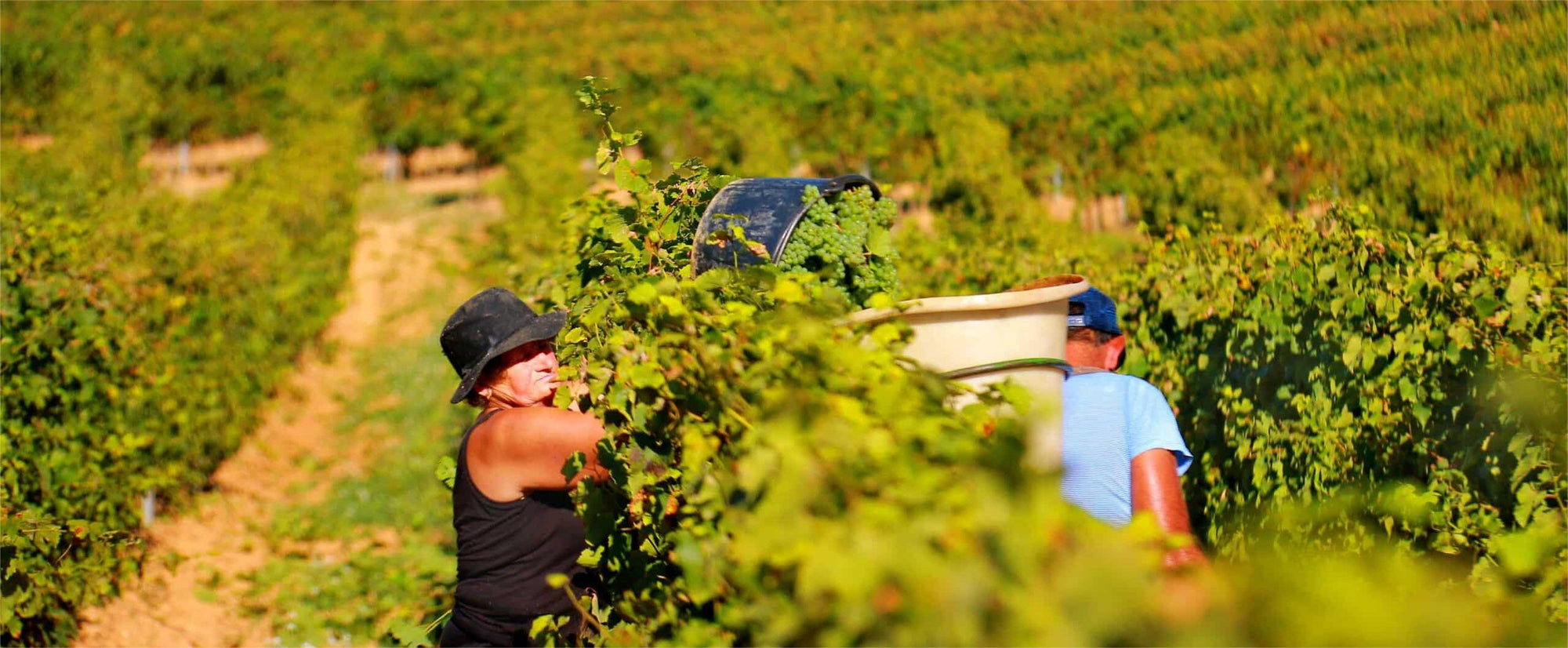 Vigneti di Domaine J. Laurens, produttori di Blanquette e Crémant de Limoux