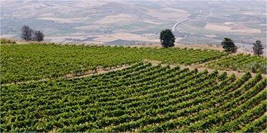 Feudo Luparello – Vini Siciliani di Noto | Nero d'Avola, Grillo e Passito