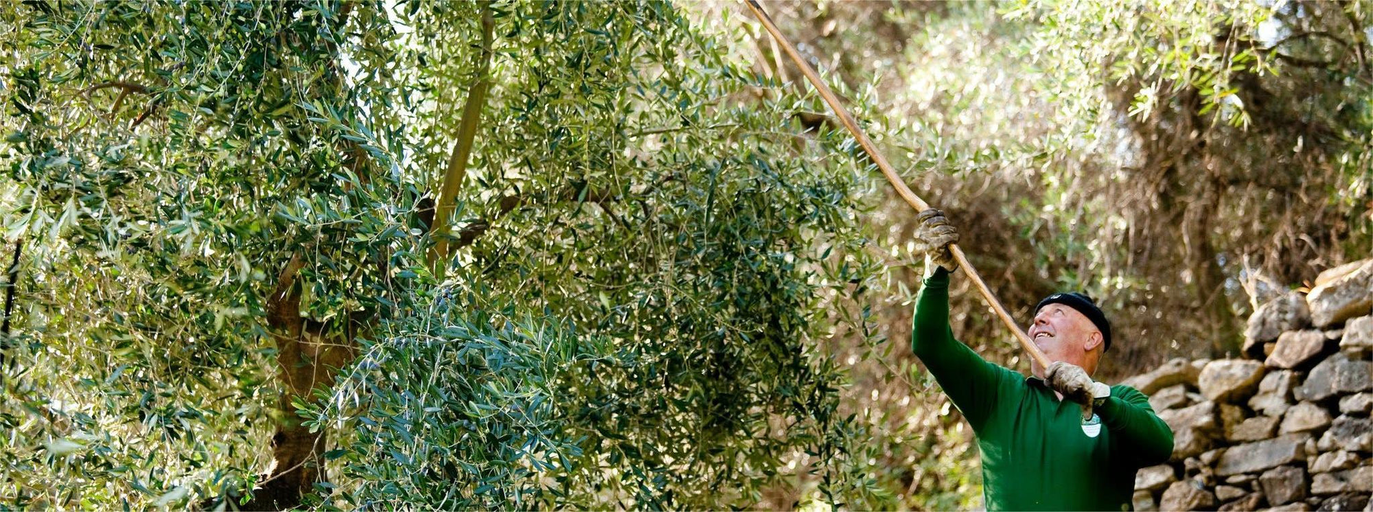 Un componente della famiglia Mela che raccoglie le olive taggiasche negli oliveti liguri di Imperia