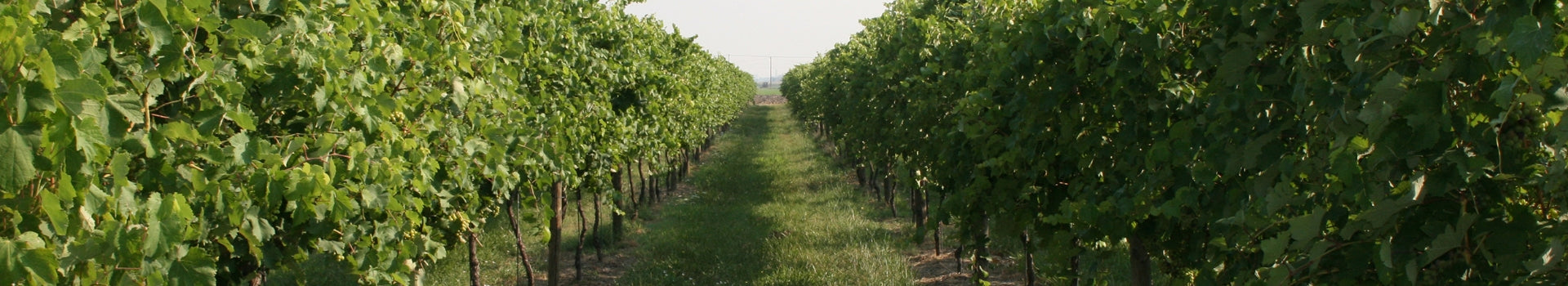 Vini Bergamaschi | Fortana del Taro e Lambrusco dal 1909 
