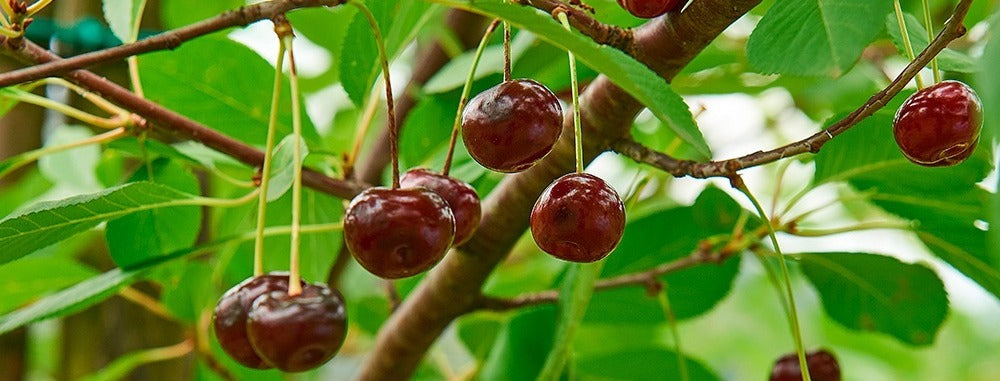 Luxardo: Maraschino, Confetture e Liquori Artigianali dal 1821