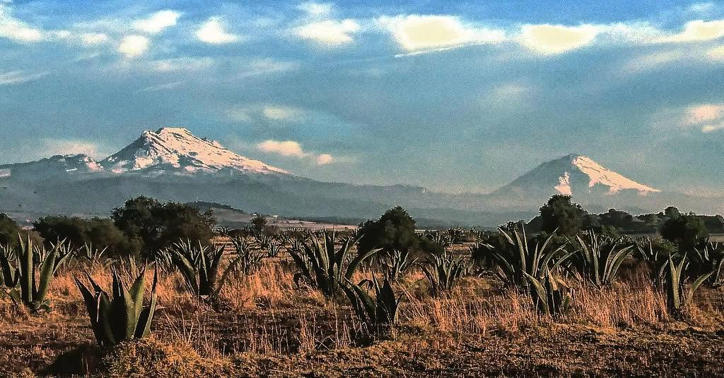 Deserto di agavi di Puebla in Messico, che Espiritu Montaraz trasforma in Mezcal