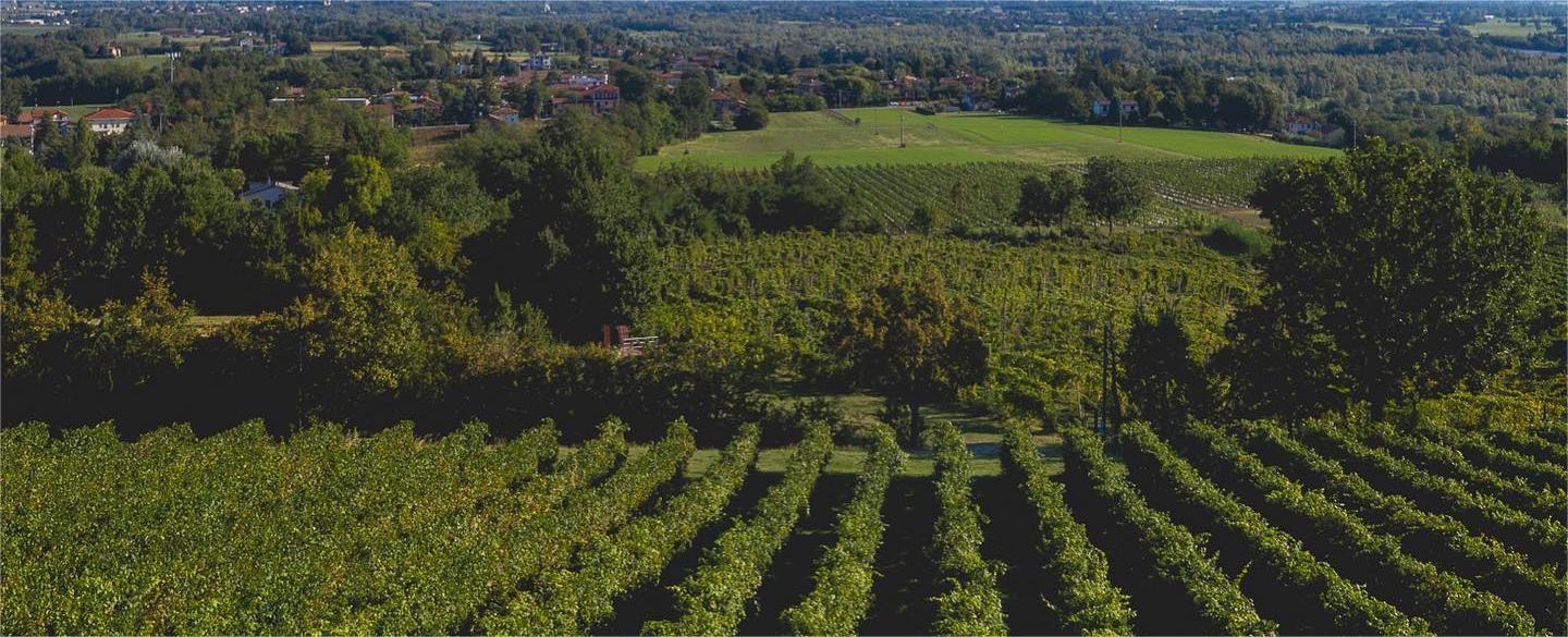 Oinoe – Vini dei Colli di Parma | Cantina Familiare Sostenibile
