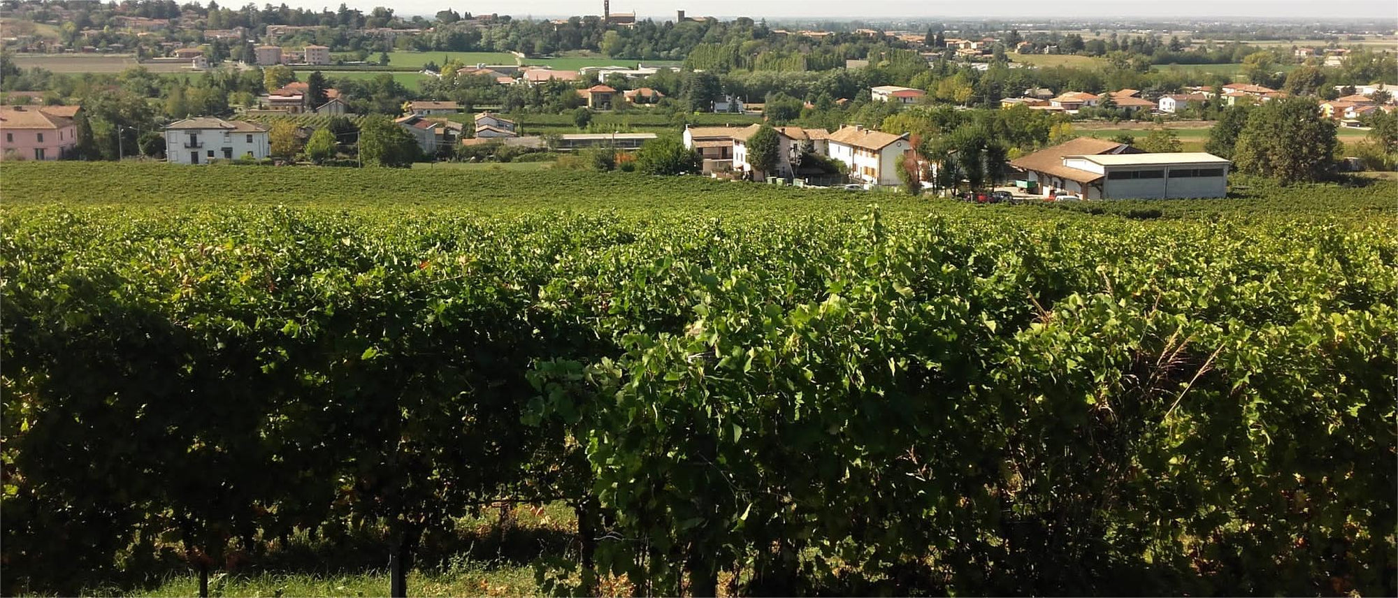 Vini Picchi Oltrepò Pavese da Casteggio