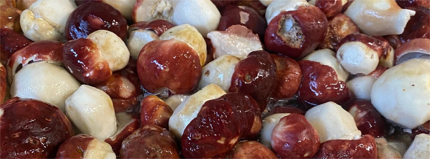 Piemont Fungo | Funghi e Specialità Artigianali dal Piemonte