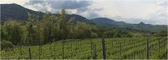Quarticello – Lambrusco Biologico e Vini Naturali Reggiani