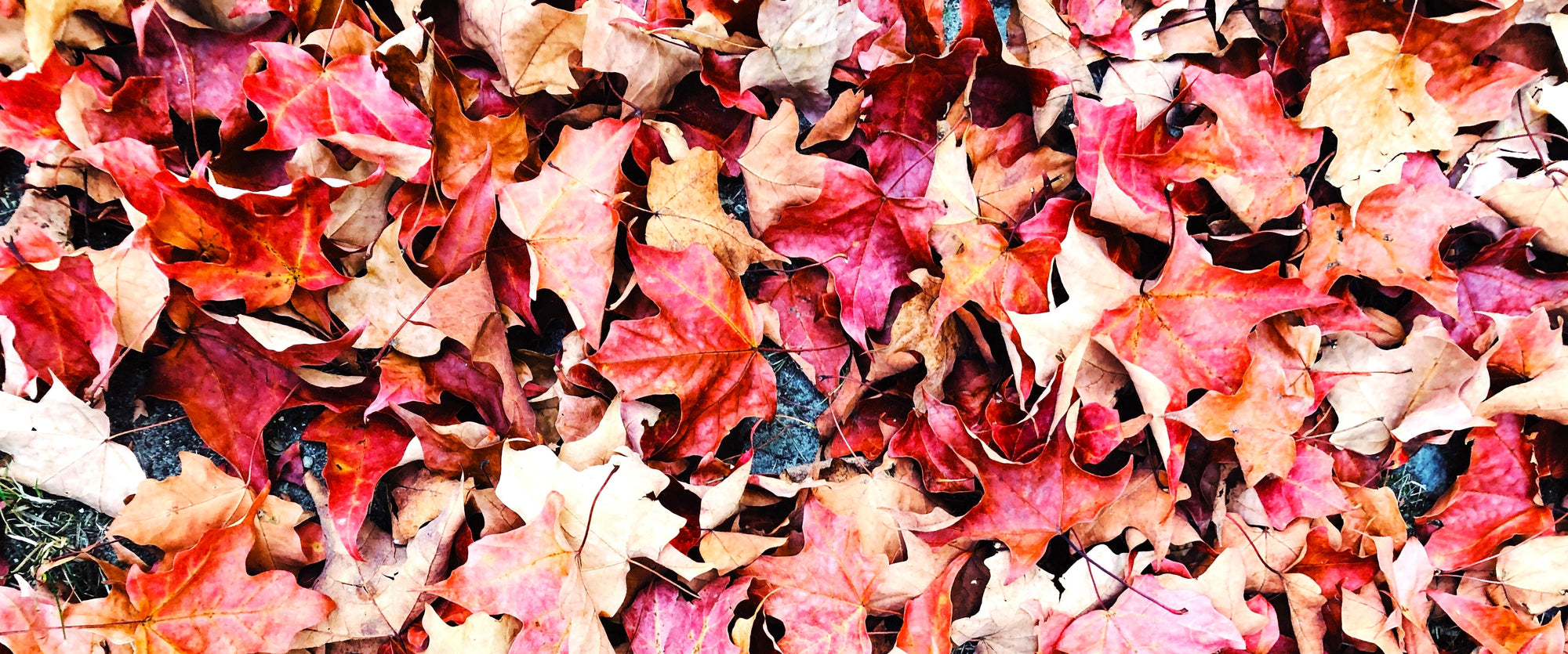Selezione autunnale