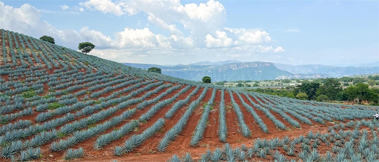 Tequila Arette – Distilleria El Llano dal 1900