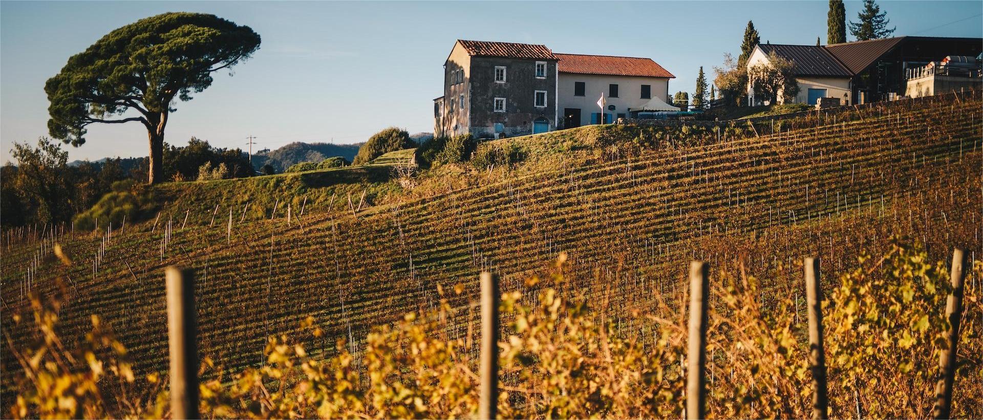 Podere Terenzuola – Vermentino Colli di Luni e Vini Liguri